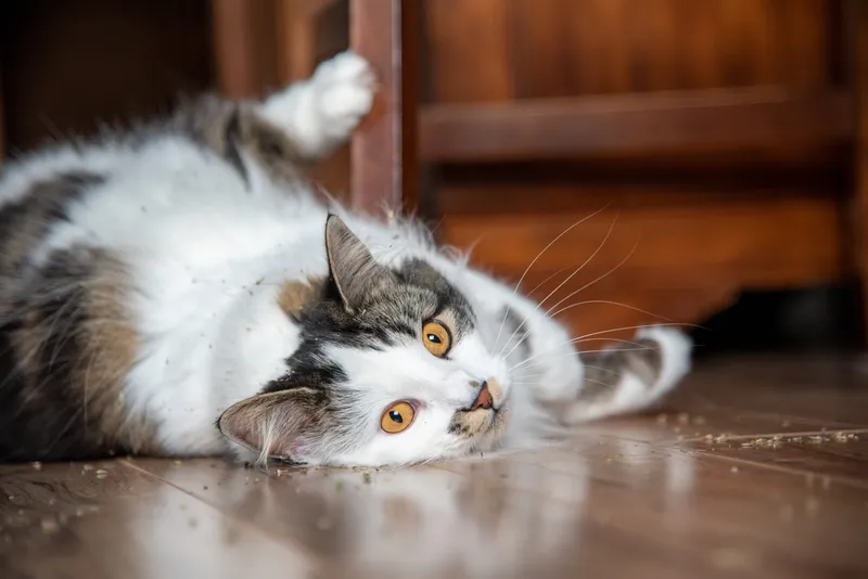Stunning white black and brown maine coon breed cat with bright orange eyes rolling in catnip