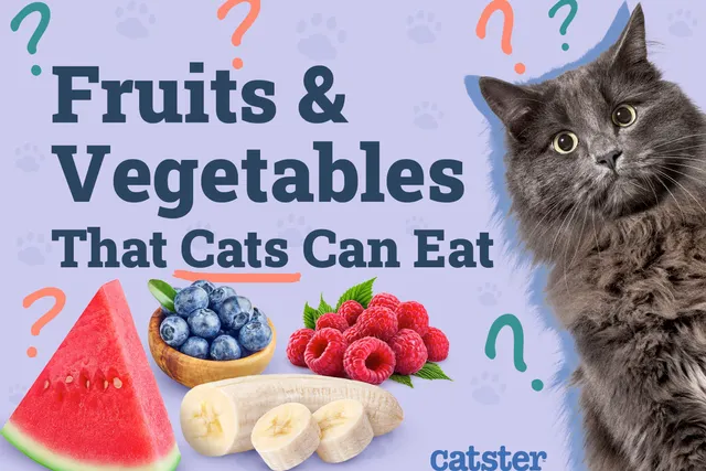 16 Fruits & Vegetables That Cats Can Eat: Vet-Reviewed Facts & Tips