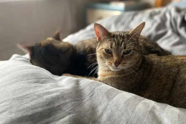Do Cats Dream? Let's Ask Pancake