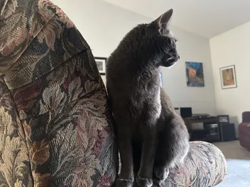 How Similar Housecats Are to Their Wild Ancestors: Olga’s Wild Streak