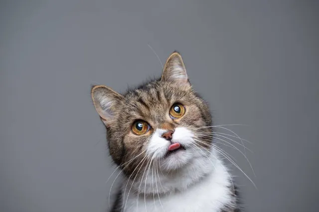 Why Do Cats Blep? 11 Vet-Veified Reasons for This Behavior