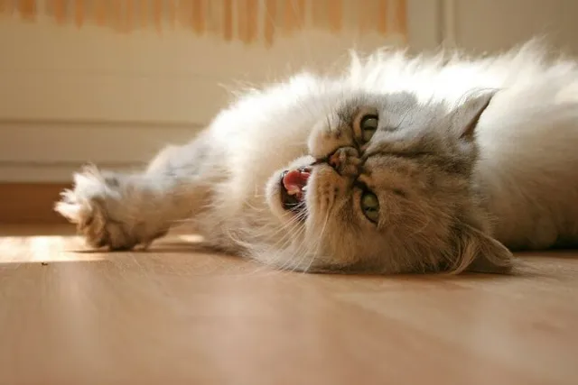 Do Cats Get Brain Freeze? Vet-Reviewed Facts & FAQ
