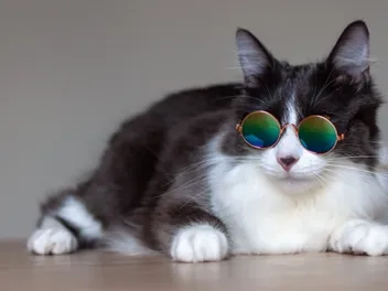 15 TikTok & Instagram Cat Celebrities (With Pictures)
