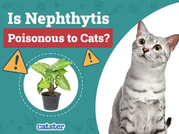 Is Nephthytis (Arrowhead Plant) Poisonous to Cats? Vet-Reviewed Houseplants Examined
