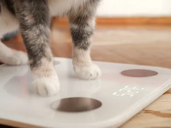 How Much Should My Cat Weigh? Vet-Approved Chart & Infographic