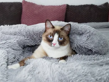 Do Cats Have an Evening Routine? Vet Approved Facts & FAQ