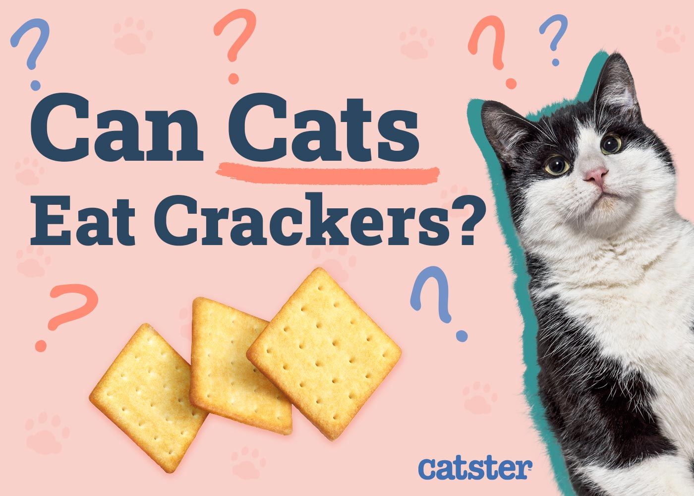 Can Cats Eat Crackers