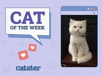 Catster Photo Contest: Cats of the Week Winners (Mar 20, 2025)