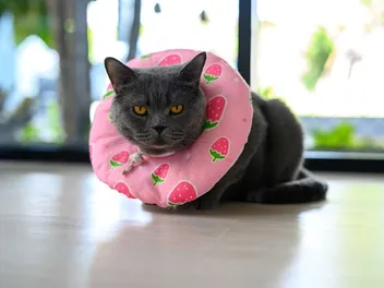Are There Alternatives to E-Collars for Cats? Vet Approved Options