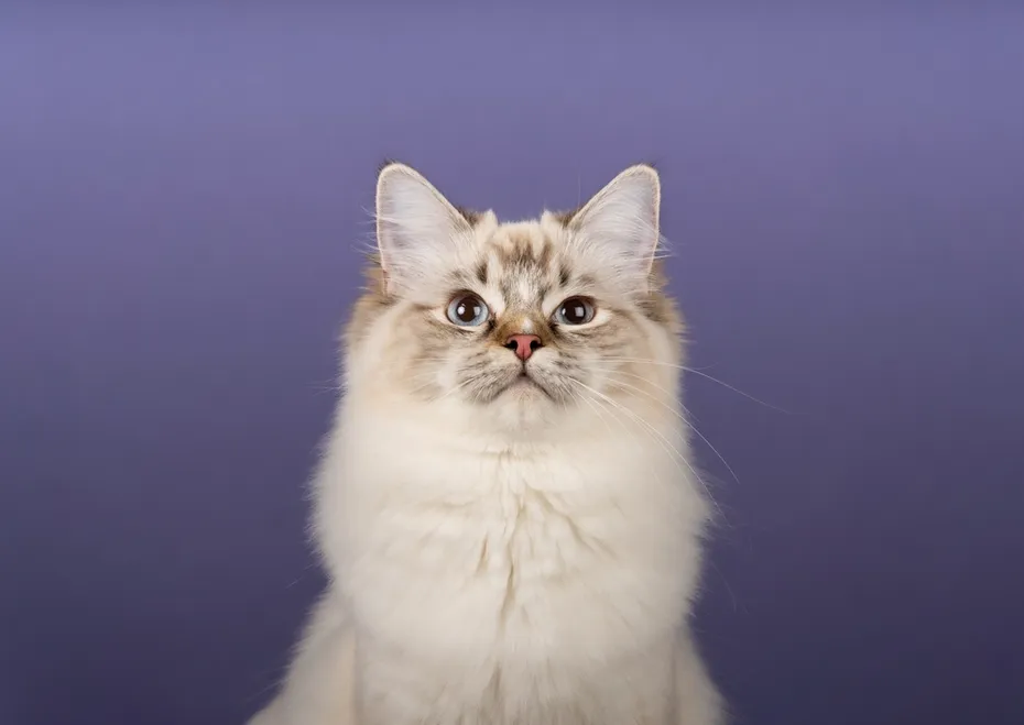 Chocolate point Ragdoll cat