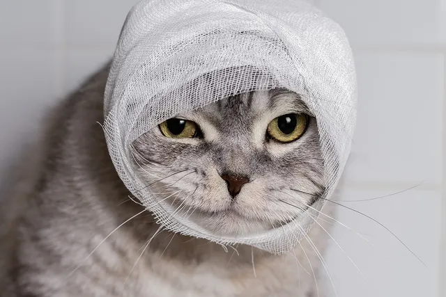 6 Natural Home Remedies to Treat a Cat Wound (With Pictures)
