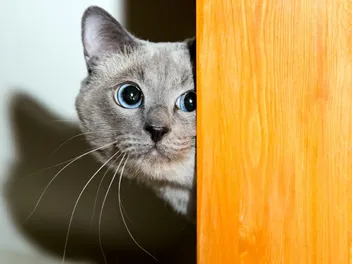 How to Socialize a Shy Cat Who Frequently Hides: 7 Vet Approved Tips
