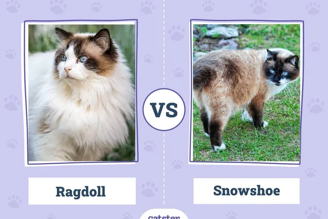 Ragdoll vs. Snowshoe Cat: Vet-Verified Key Differences (With Pictures)