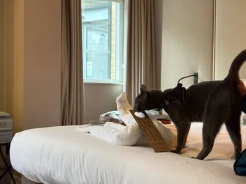 Bringing My Cat on a Romantic Weekend Away: Raphael Goes to York