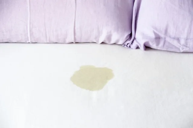 How to Find Cat Urine Without a Blacklight: 5 Simple Methods
