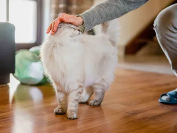7 Simple Ways to Keep Your Indoor Cat Active, Curious, and Calm