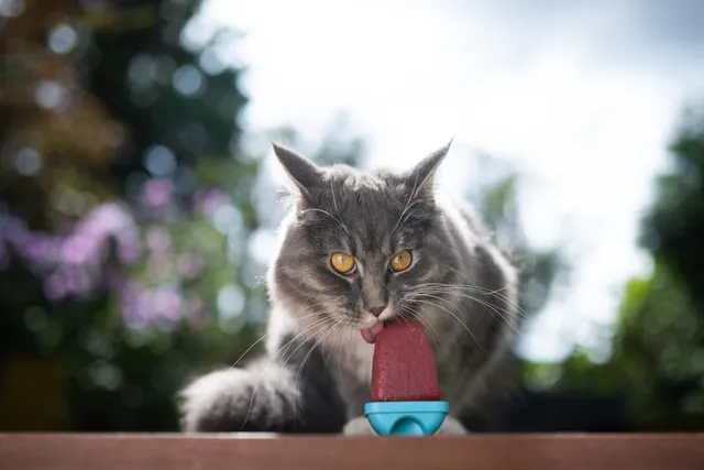 6 DIY Cat Popsicle Recipes (Vet-Approved)