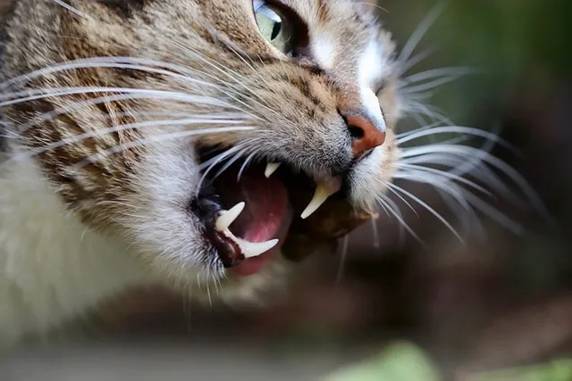 10 Vet-Reviewed Facts About Cats’ Teeth: Feline Anatomy Explained