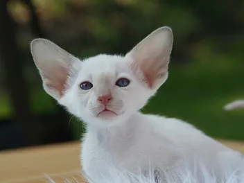 Oregon Rex Cat: Info, Pictures, Traits & Facts