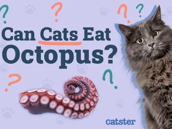 Can Cats Eat Octopus? Vet-Approved Nutritional Facts