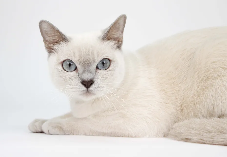 Tonkinese Cat On White Background