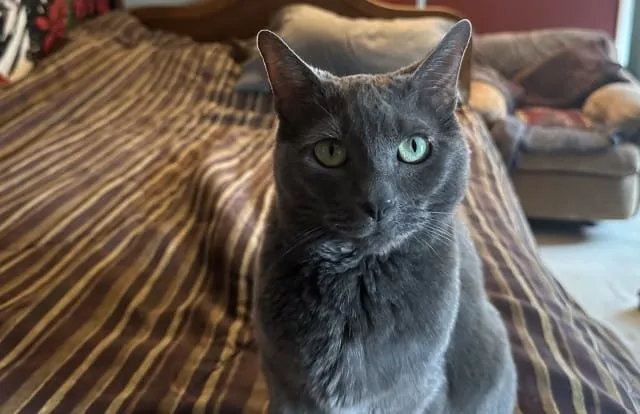 Does Your Cat Act Like Dr. Jekyll and Mr. Hyde? Christopher's Does!