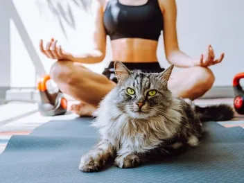 Meditating With Your Cat: Benefits & How-To Guide