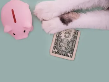 11 Vet-Approved Ways to Save Money on Cat Care: Effective & Easy Options