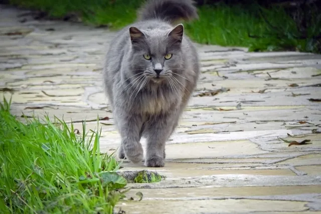 How Many Times Do Cats Go Into Heat? Vet-Approved Explanation (With Infographic)