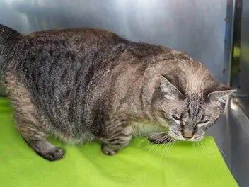 How Do I Help My Cat With Arthritis? 10 Vet-Approved Home Care Tips