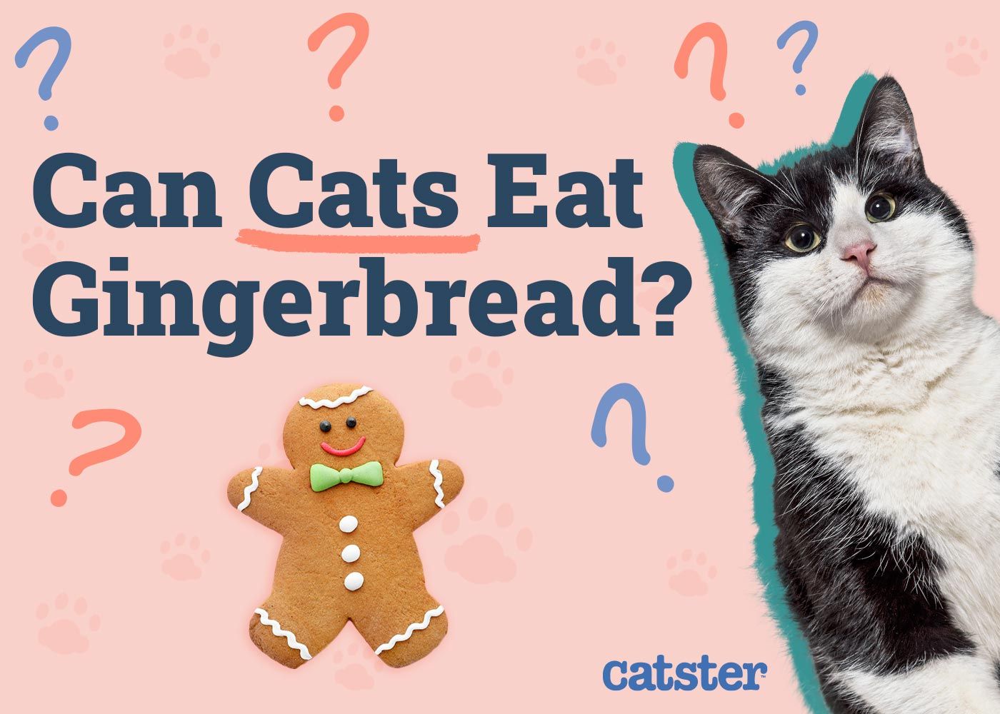 Can Cats Eat Gingerbread