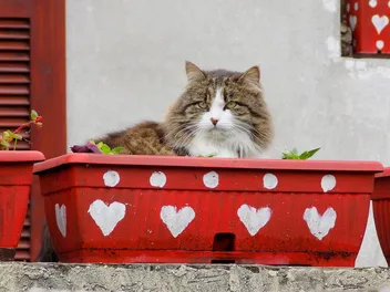 10 DIY Litter Boxes for Large Cats You Can Make Today