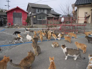 Aoshima, Japan's Cat Island: A Visitor's Guide