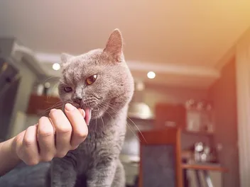 Why Does My Cat Suck on My Fingers? 3 Vet-Reviewed Reasons