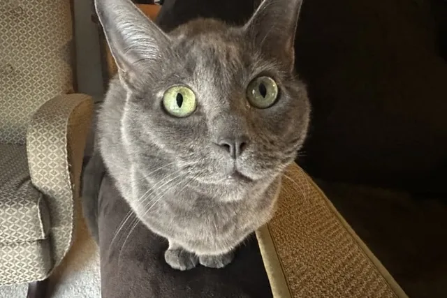 Feline Intelligence: How Smart Is Olga?