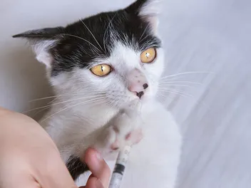 Do I Need to Put My Cat on a Liquid Diet? Vet-Approved Info & Guide