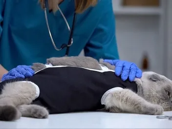 Spay & Neuter Awareness Month: How & When Is It Celebrated?