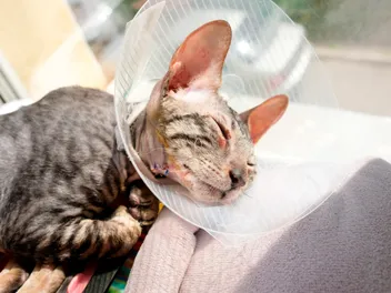 Why Do Cats Cough After Surgery? Medical Facts Explained (Vet Answer)