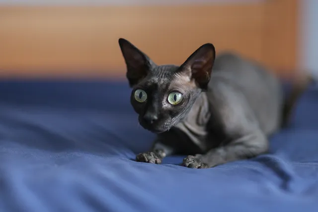 Why Did My Cat Poop on My Bed? 8 Possible Reasons & Solutions