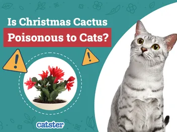 Is Christmas Cactus Poisonous to Cats? Vet-Reviewed Houseplants Examined