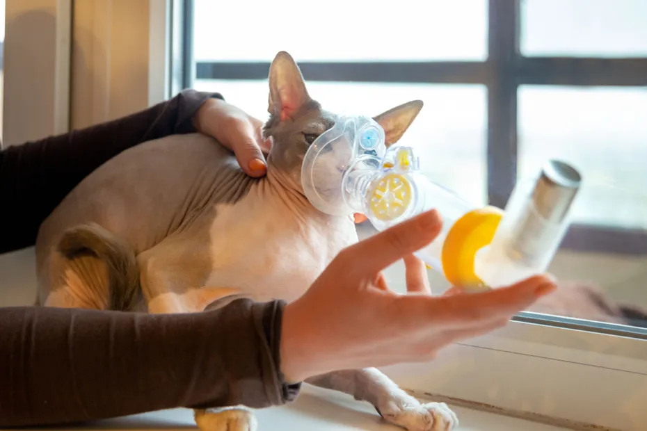 owner using inhaler to her cat for asthma