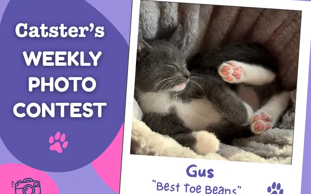 Catster’s Weekly Photo Contest Winners: Best Toe Beans (September 28, 2026)