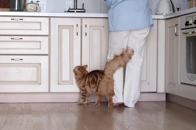 How to Protect a Cat From a Hot Stove: 11 Vet-Reviewed Methods