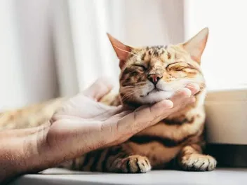 How to Tell if Your Cat Is Happy: 16 Vet-Reviewed Signs