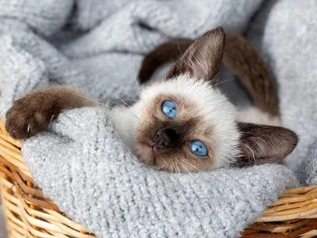 Siamese Kittens for Sale in Washington: Breeders List 2026