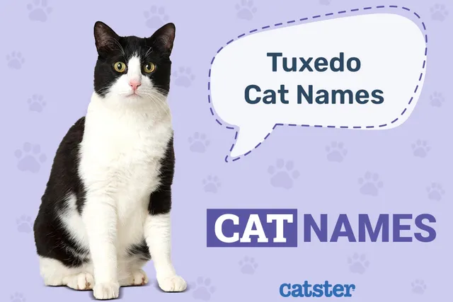 150+ Names for Tuxedo Cats: Fancy Options for Black & White Kitties