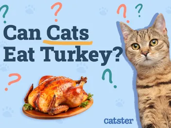 Can Cats Eat Turkey? Vet-Reviewed Nutrition Facts & FAQ