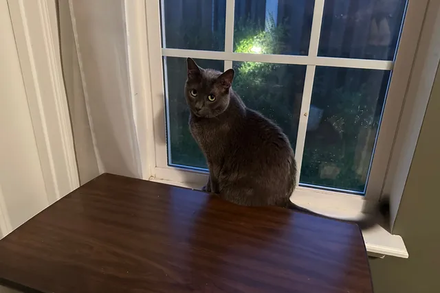 When Cats Are Terrified of the Outside World: Olga’s Fears