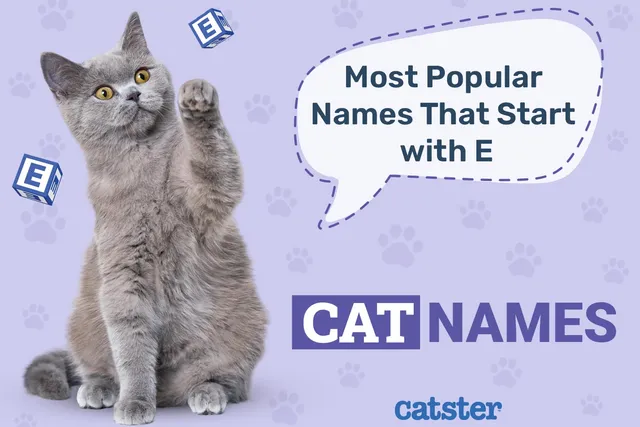 Most Popular Cat Names That Start With E in 2026