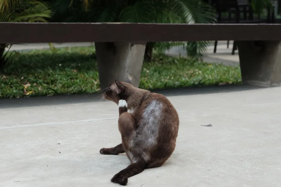 stray cat with skin disease scratching the ear